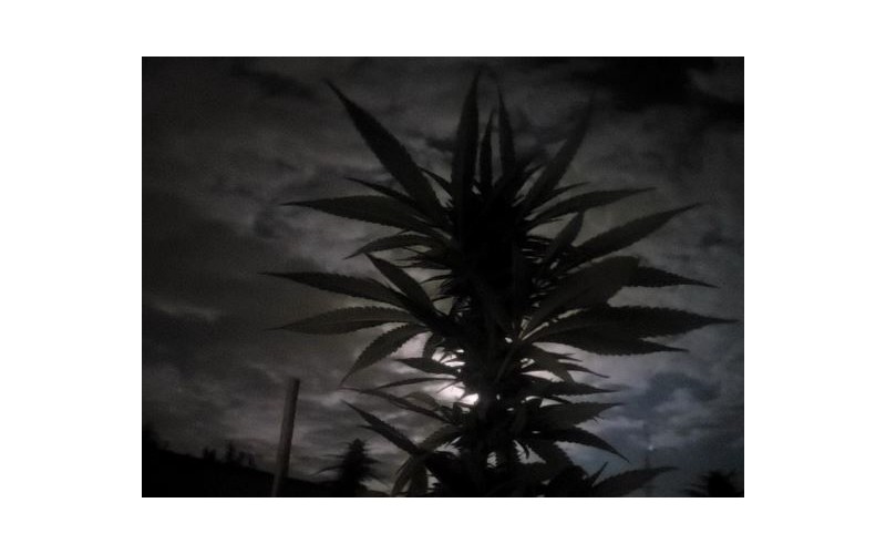 Lunar Cannabis Calendar 2023