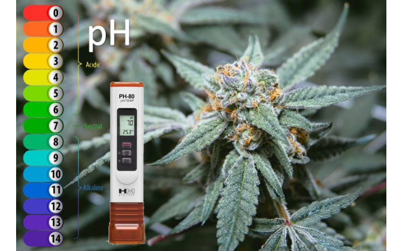 El pH en los cultivos de marihuana