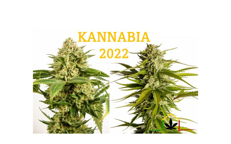 KANNABIA SEEDS NEWS 2022