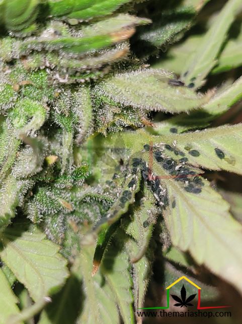 Invasion de pucerons en plants de cannabis