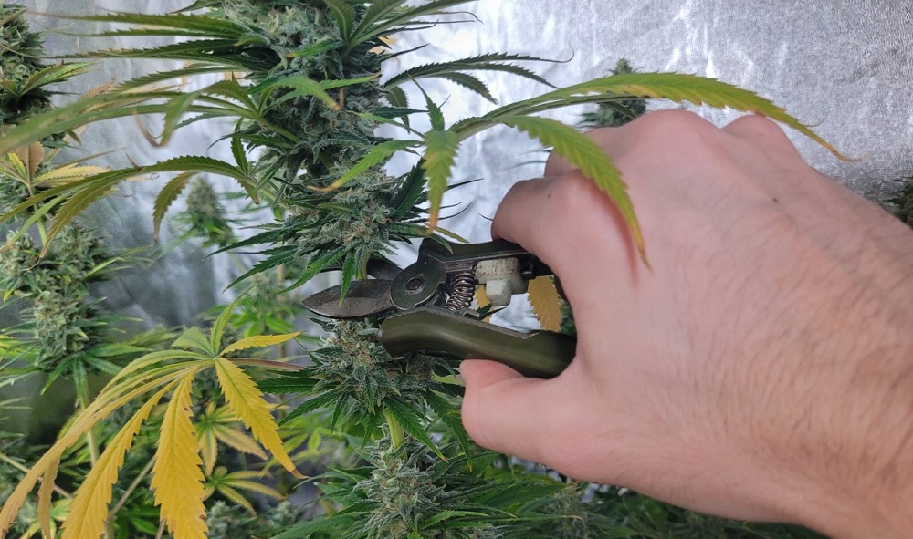 when to cut marijuana plants