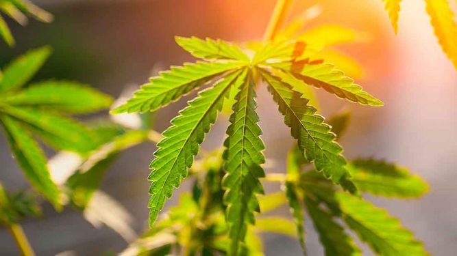 marijuana leaf sunrise