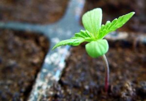 germinación semillas de cannabis