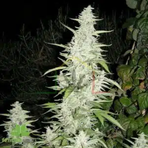 Maroc Female seeds
