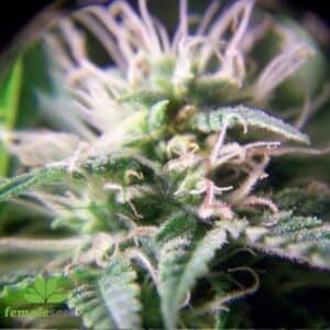 Purple maroc Female seeds