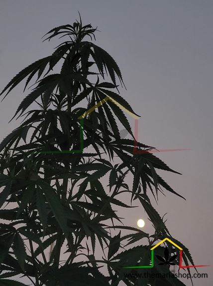 Planta de cannabis con luna de fondo