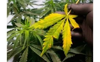 Feuilles jaunes plantes de cannabis