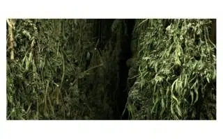 sécher les têtes de cannabis