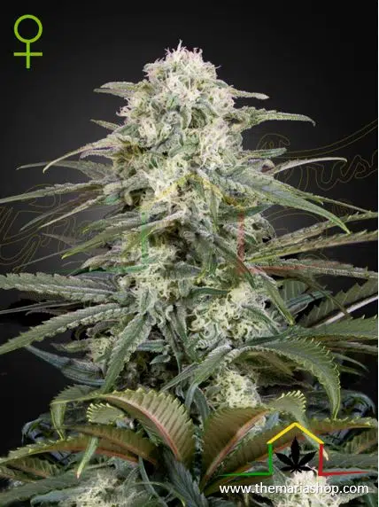 Kalashnikova Auto de Green House Seeds. Autoflorecientes más rápidas.