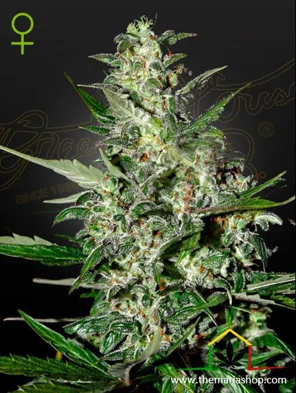 Super Critical Auto de Green House Seeds. Autoflorecientes más rápidas.