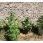 Cultivo de semillas autoflorecientes