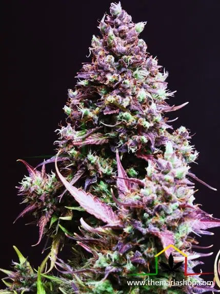 Cream Caramel Auto de Sweet Seeds. Autoflorecientes más rápidas