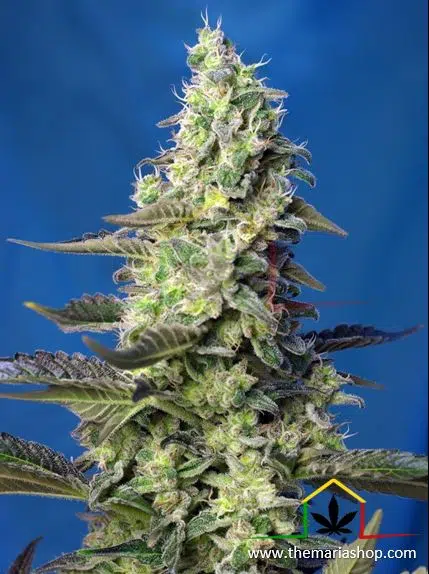 Green poison xl auto sweet seeds