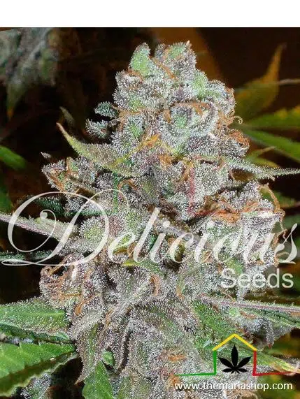 La Diva Auto de Delicious Seeds. Autoflorecientes más rápidas.