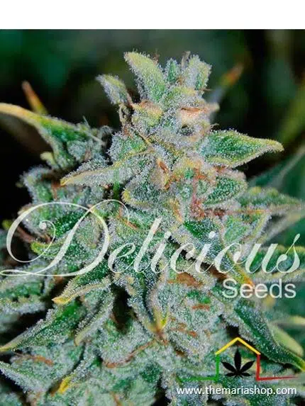 Northern Light Blue Auto de Delicious Seeds. Autoflorecientes más rápidas.