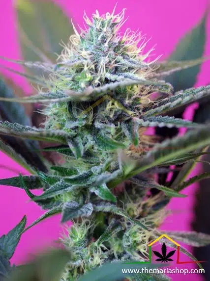 + Speed Auto de Sweet Seeds. Autoflorecientes más rápidas.