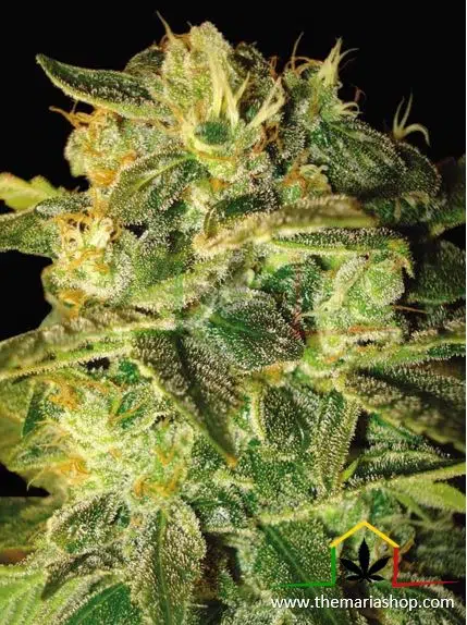 Sugar Mango Ryder. Autoflorecientes más rápidas.