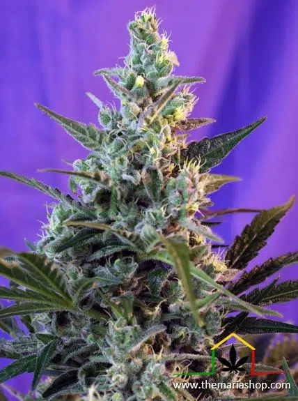 Sweet Skunk Auto de Sweet Seeds. Autoflorecientes más rápidas