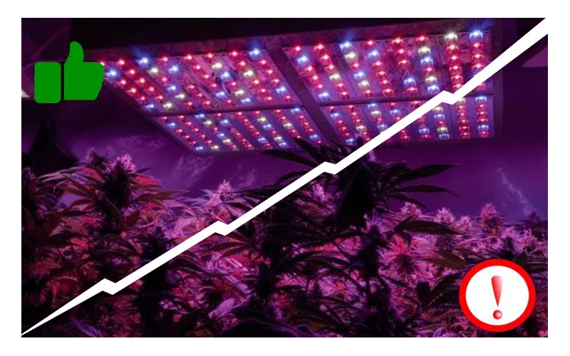 Ventajas e inconvenientes LED cannabis
