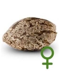 RIPPER SEEDS - SEMILLAS FEMINIZADAS