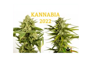 Nouvetés Kannabia Seeds