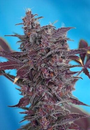 Black Cream Auto de Sweet Seeds, son semillas de marihuana feminizadas autoflorecientes que puedes comprar en nuestro grow shop