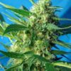 Jack 47 Auto de Sweet Seeds, son semillas de marihuana autoflorecientes feminizadas que puedes comprar en nuestro Grow Shop online.