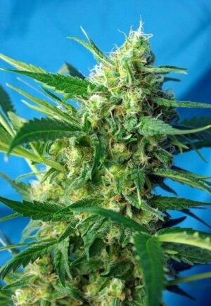 Jack 47 Auto de Sweet Seeds, son semillas de marihuana autoflorecientes feminizadas que puedes comprar en nuestro Grow Shop online.
