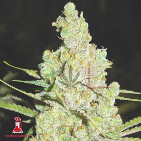1024 - Medical Seeds