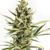 Amnesia XXL Auto de Dinafem seeds, son semillas de marihuana autoflorecientes que podrás comprar en nuestro grow shop online.