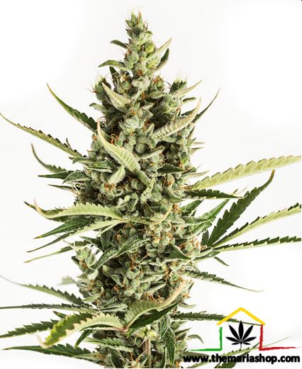 Amnesia XXL Auto de Dinafem seeds, son semillas de marihuana autoflorecientes que podrás comprar en nuestro grow shop online.
