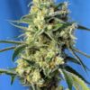 Semillas de marihuana feminizadas Sweet Amnesia Haze de Sweet Seeds, una autentica Amnesia Haze con una floración más rapida.