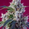 Themariashop presenta Indigo Berry Kush, la nueva variedad del banco de semillas de marihuana feminizadas Sweet seeds.