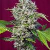 Themariashop presenta San Fernando Lemon Kush, la nueva variedad del banco de semillas de marihuana feminizadas Sweet seeds.