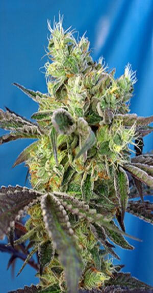 En TheMariaShop podrás comprar Do Sweet Dos de Sweet Seeds. Compra semillas de Sweet Seeds en tu tienda de cannabis online.