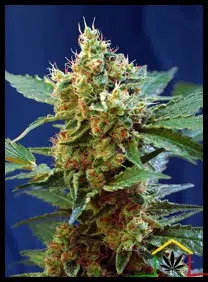 Cream Mandarine XL de Sweet Seeds - Autoflorecientes más productivas