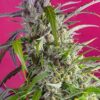 Venta de semillas de marihuana autoflorecientes Crystal Candy Auto de Sweet Seeds, variedad de 4º generación.