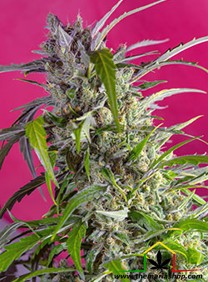 Venta de semillas de marihuana autoflorecientes Crystal Candy Auto de Sweet Seeds, variedad de 4º generación.