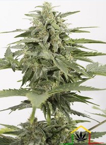 La Industrial Plant Autoflowering CBD de Dinafem Seeds son semillas de marihuana autoflorecientes que puedes comprar en nuestro grow shop online.