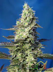 Green Poison XL Auto de Sweet Seeds - Autoflorecientes más productivas