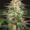 La Afghan Kush Ryder Auto de World of Seeds son semillas de marihuana autoflorecientes feminizadas que puedes comprar en nuestro Grow Shop online.