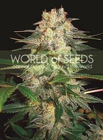 La Afghan Kush Ryder Auto de World of Seeds son semillas de marihuana autoflorecientes feminizadas que puedes comprar en nuestro Grow Shop online.
