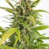 La Haze Autoflowering CBD de Dinafem Seeds son semillas de marihuana autoflorecientes que puedes comprar en nuestro grow shop online.