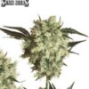 Marley's Collie de Sensi Seeds son semillas de marihuana regulares que puedes comprar en nuestro grow shop online.