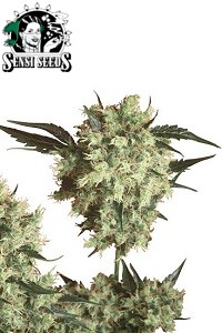 Marley's Collie de Sensi Seeds son semillas de marihuana regulares que puedes comprar en nuestro grow shop online.