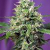 La Blow Mind Auto de Sweet seeds son semillas de marihuana autoflorecientes que puedes comprar en nuestro grow shop online.
