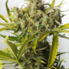 Blue Critical Autoflowering (Dinafem seeds), semillas de marihuana feminizadas que puedes comprar en nuestro grow shop online.