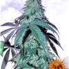 Venta de semillas de cannabis feminizadas de Blue Gelato 41 de Barney's Farm en Themariashop tu grow shop online.