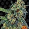 Venta de semillas de cannabis feminizadas de Cookies Kush de Barney's Farm en Themariashop tu grow shop online.