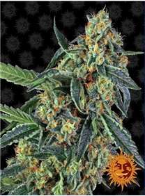 Venta de semillas de cannabis feminizadas de Cookies Kush de Barney's Farm en Themariashop tu grow shop online.